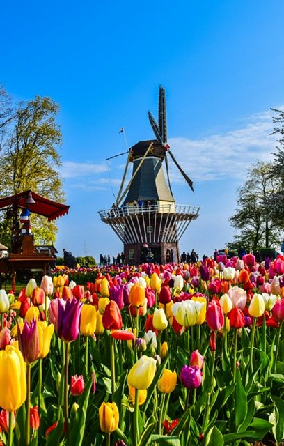 Hollanda’da Lale Bahçeleri Nerede ?